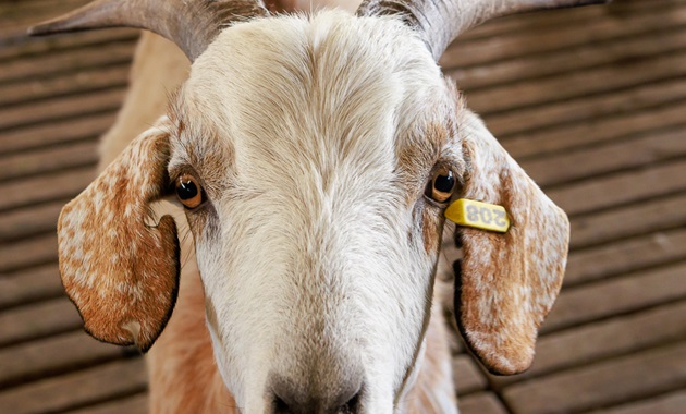 Goat