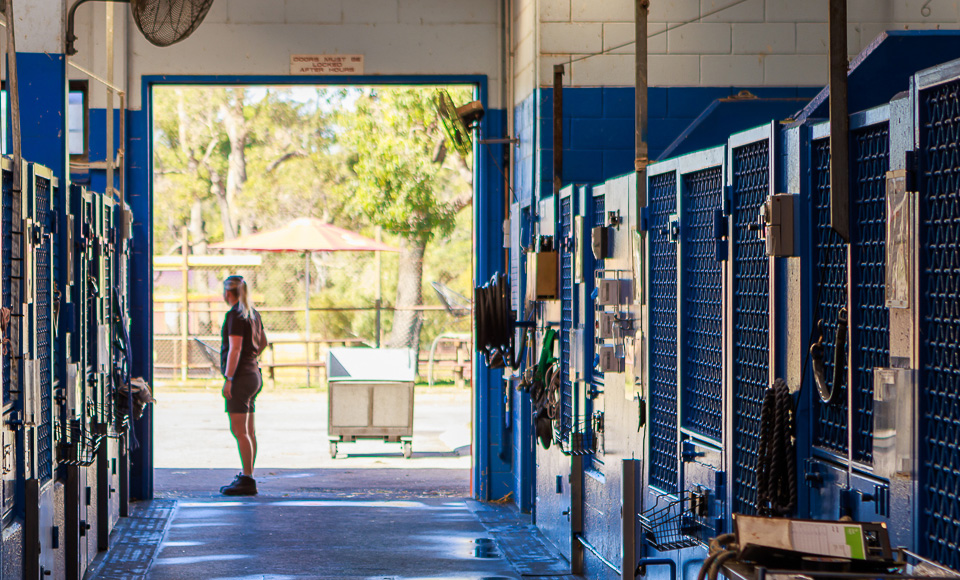 Vet nurse in equine barn