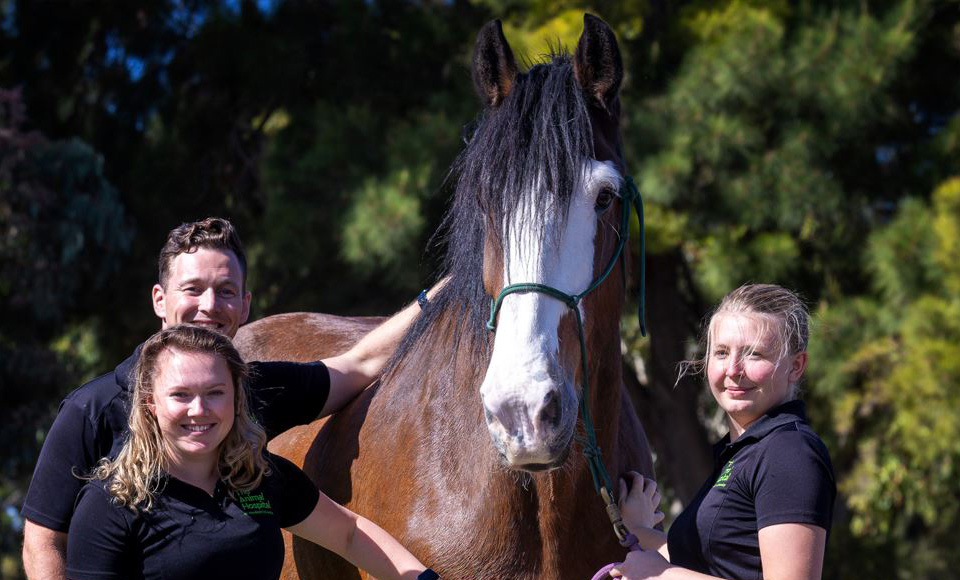 Vet and Nurses with Clydesdale