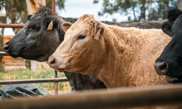 Cows