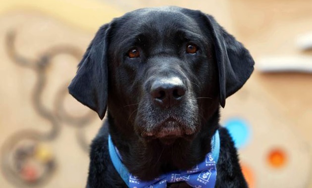 Gus, therapy dog from Ronald McDonald House Charities