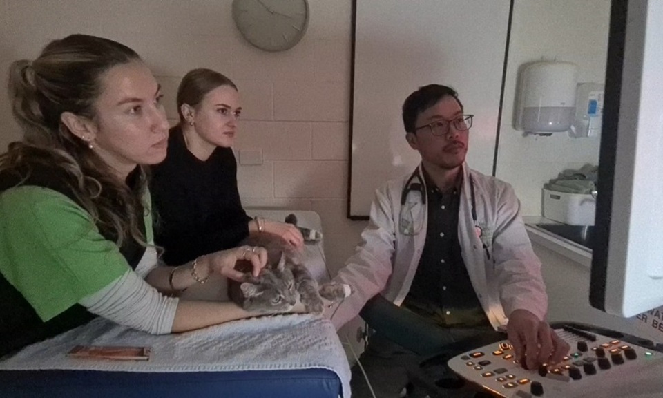 Dr Joon and a cat