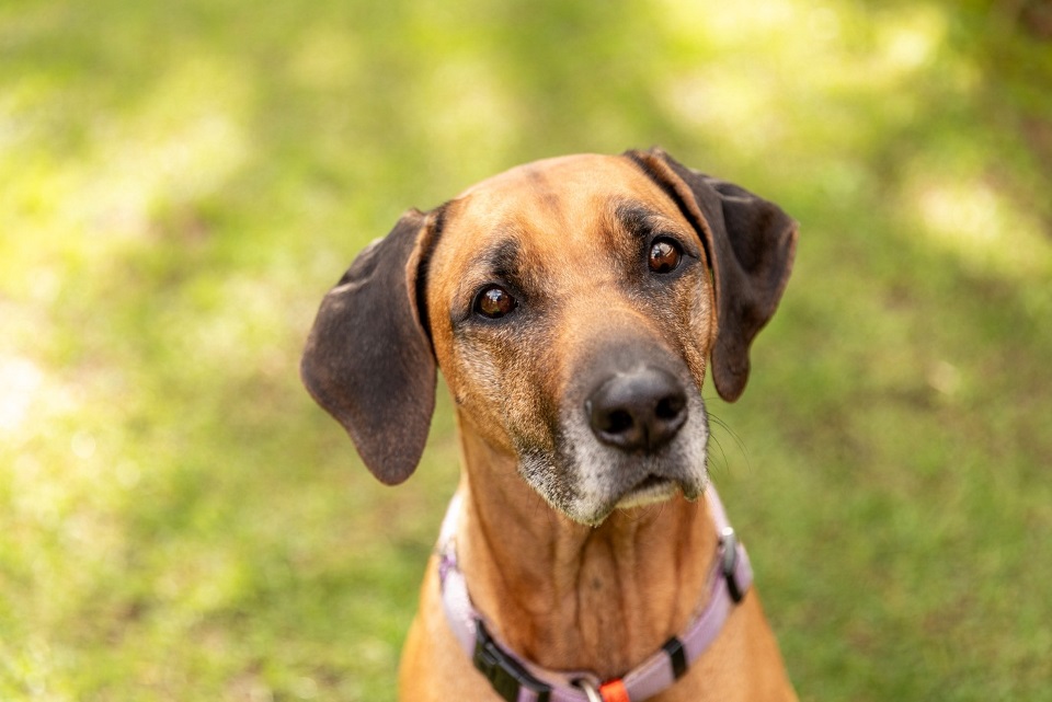 Large Breed Dog