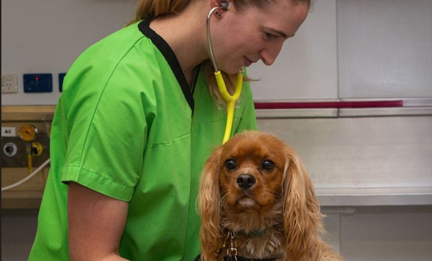Vet nurse and Cavalier King Charles Spaniel