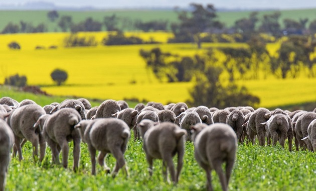 Sheep herd