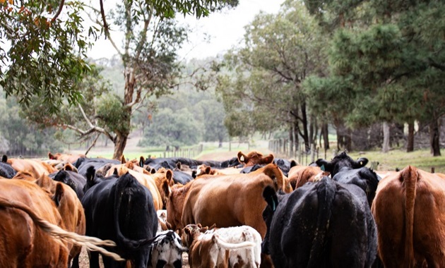 Cow Herd