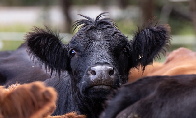 Cow