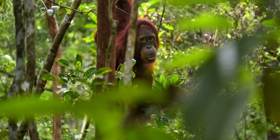 Orangutan in tropical rainforest