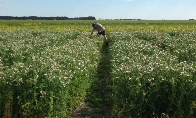 Banking critical soil bacteria for sustainable farming researcher in field