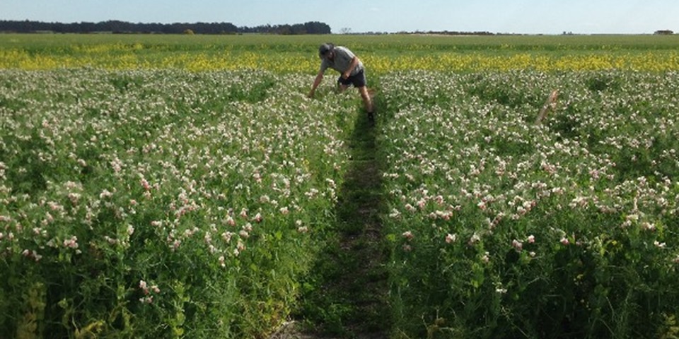 researcher in field