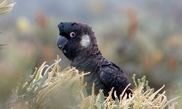 black carnaby bird