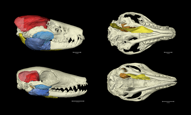 Numbat jaw muscles in 3D Chudtich jaw muscles & Numbat jaw muscles