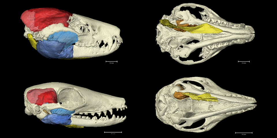 Chudtich jaw muscles & Numbat jaw muscles
