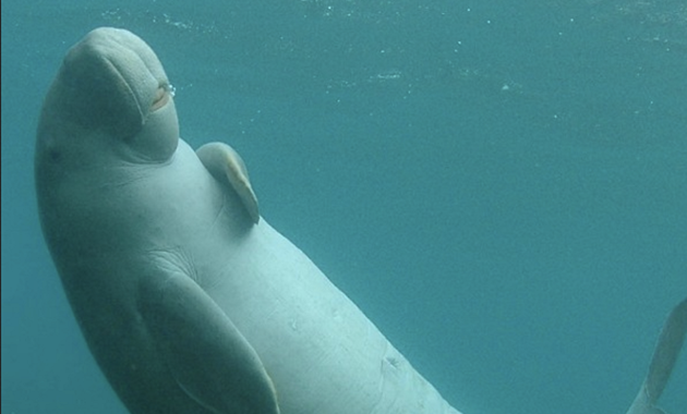 Drones driving dugong conservation Dugong under the water