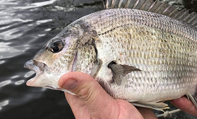 Filling the Murray River to the bream Bream being held