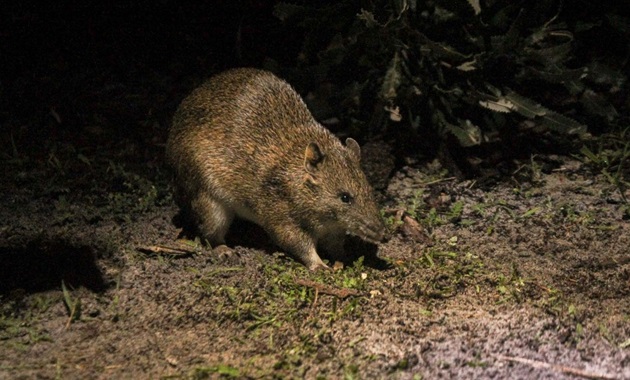 Foraging southern brown bandicoot