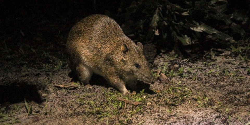 Foraging southern brown bandicoot
