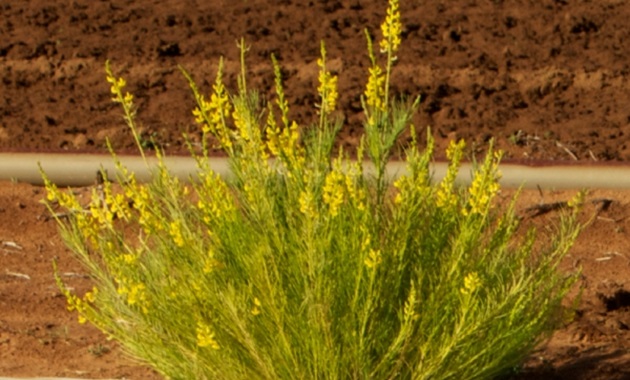 Hardy new legume cultivar unlocks unproductive land close up of legume