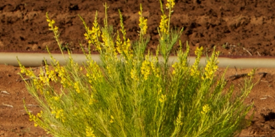 close up of legume