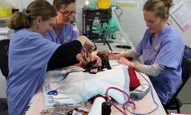 Securing the future of black cockatoos Researchers performing surgery on cockatoo