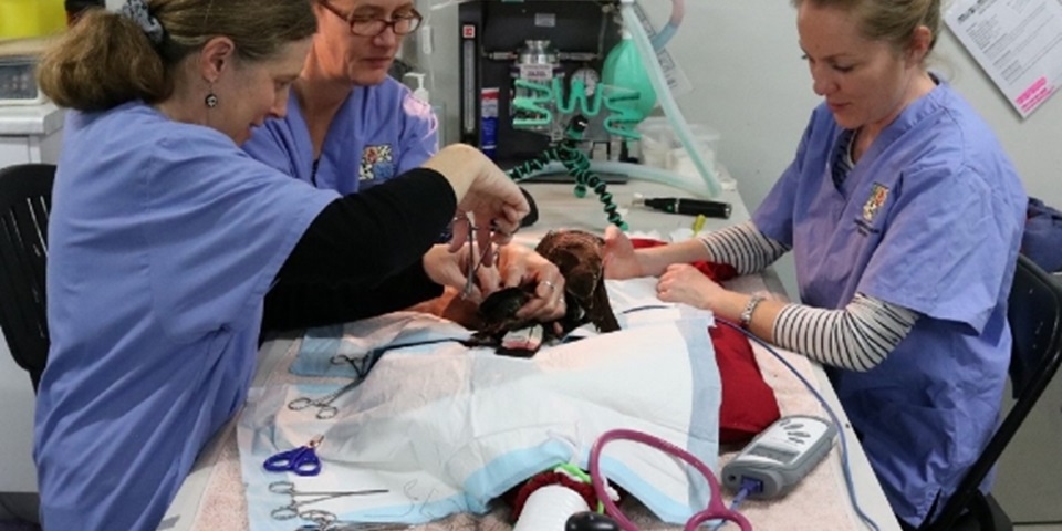 Researchers performing surgery on cockatoo