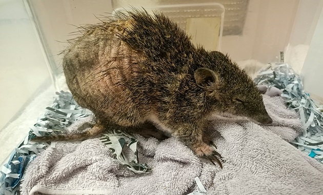 Mange has been found in local quenda Image source: Darling Range Wildlife Rehabilitation Centre