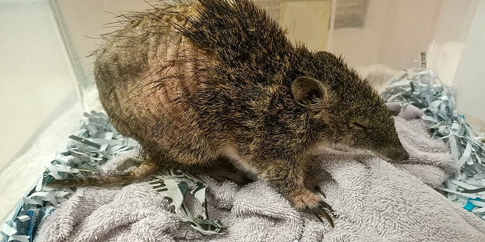Image source: Darling Range Wildlife Rehabilitation Centre