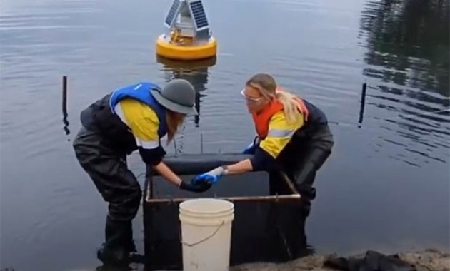 Threatened freshwater mussels return home 2 researchers in water with equipment