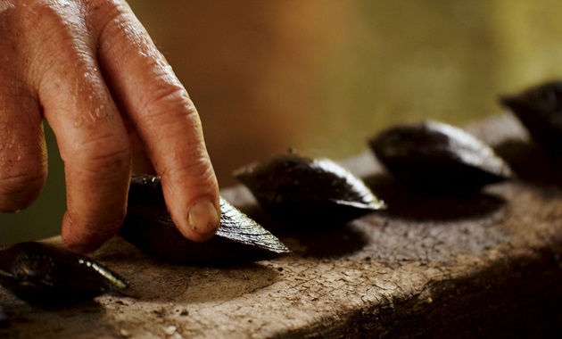 Water monitoring using cybernetic mussels Mussels