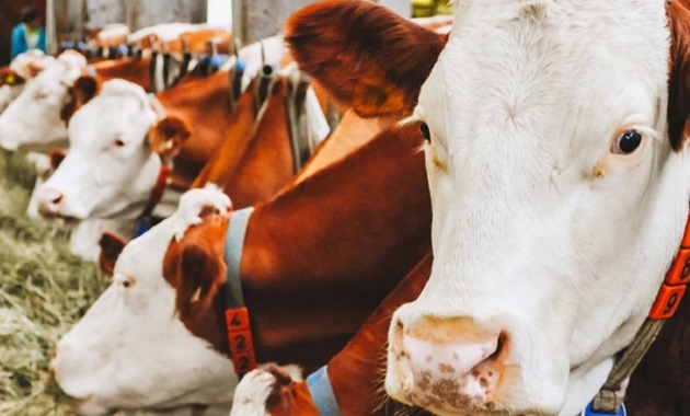 Precision approach boosts meat industry cows in barn
