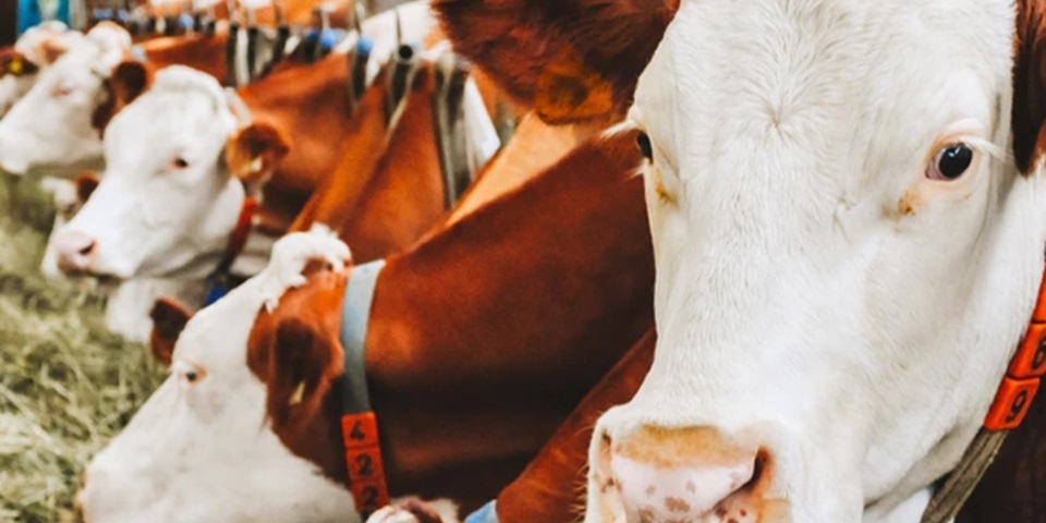 cows in barn