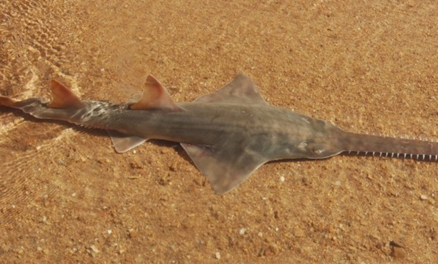 Saving critical sawfish nursery habitats Sawfish