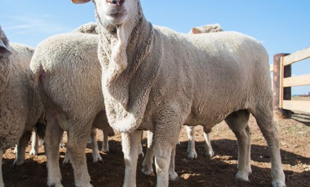 Working with sheep producers to improve lamb survival close up of sheep