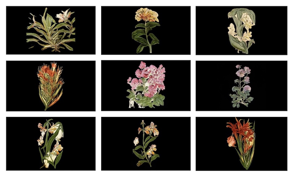 Caroline Rothwell, Infinite Herbarium Morphosis