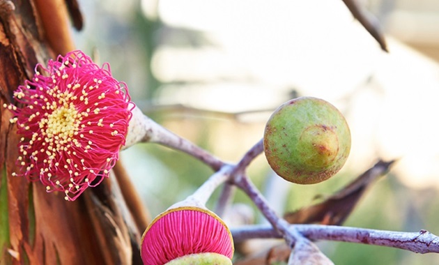 Native Australian flora