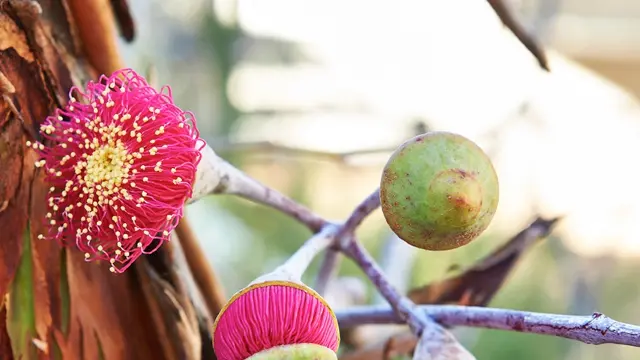 Native Australian flora