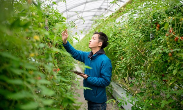 A person in a glasshouse, reaching up to a plant to inspect it.