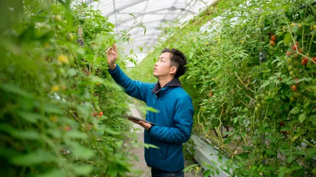 A person in a glasshouse, reaching up to a plant to inspect it.