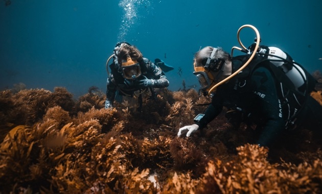 Two divers inspecting the reef