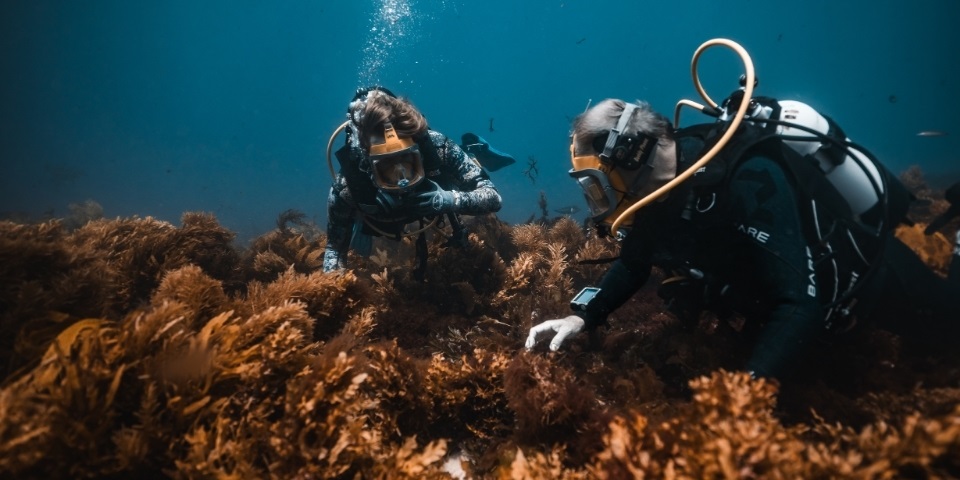 Two divers inspecting the reef