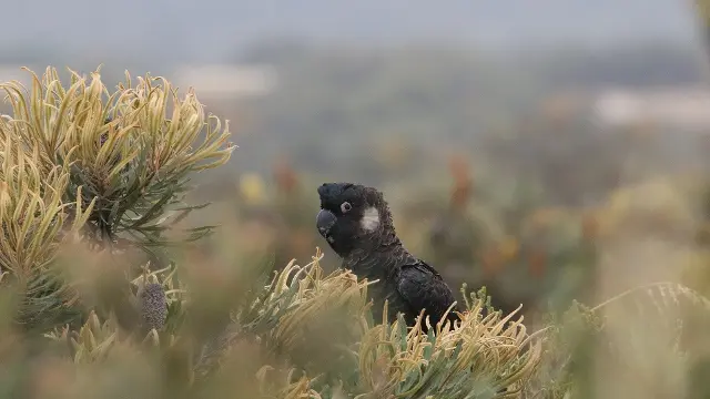banner home page Keep Carnaby Flying