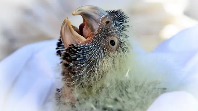 Nestling - Rick Dawson