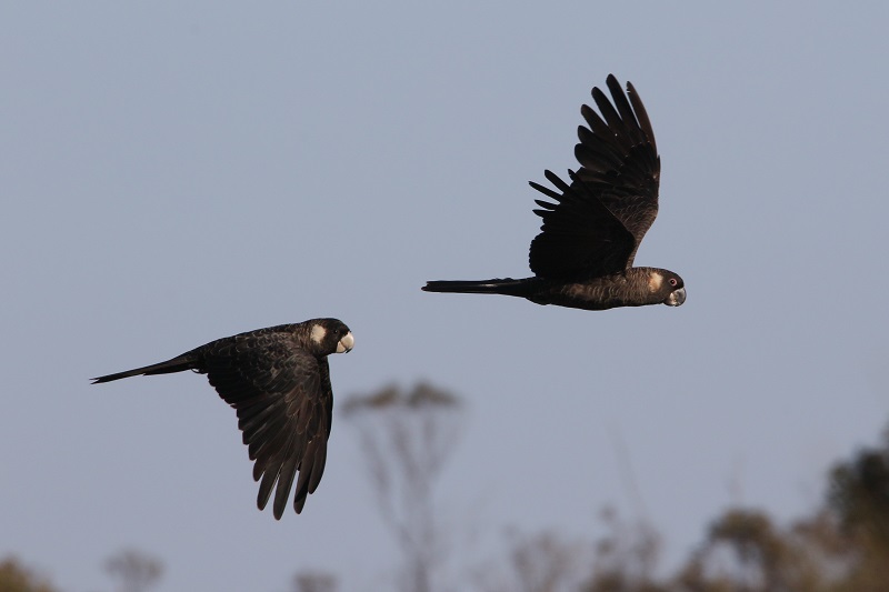 flying carnabys