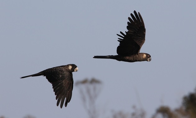 flying carnabys