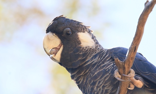 close up cockatoo