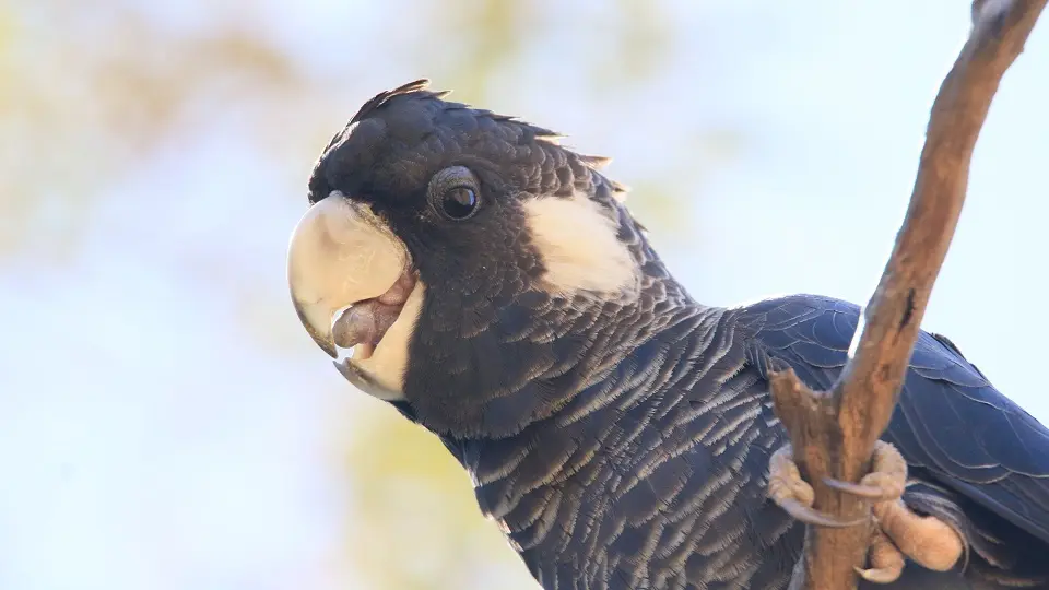 close up cockatoo