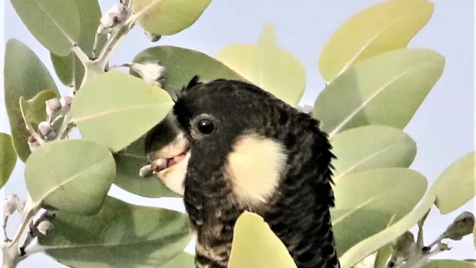 carnaby in eucalyptus