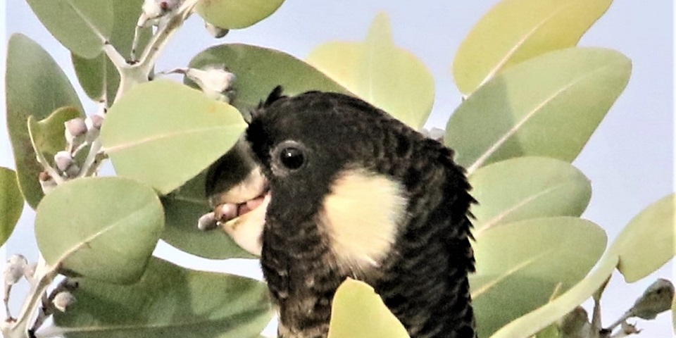 carnaby in eucalyptus