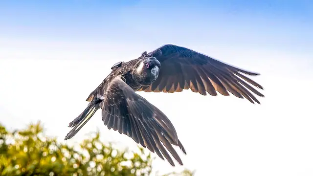 male carnaby with tag