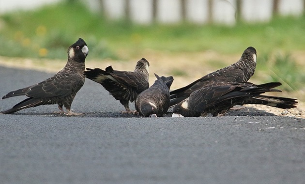 Carnabys on road